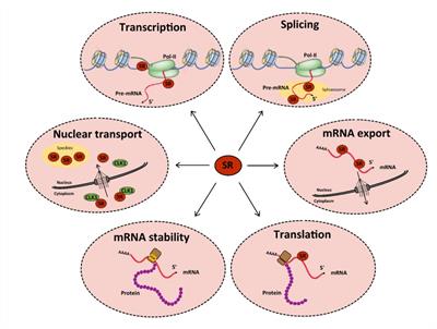 Interplay Between CMGC Kinases Targeting SR Proteins and Viral Replication: Splicing and Beyond